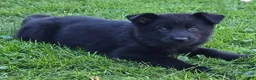 German Shepherd dogs for sale: Reba - Ad 6