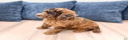 Mixed Breed dogs for sale: Nikki - Ad 4