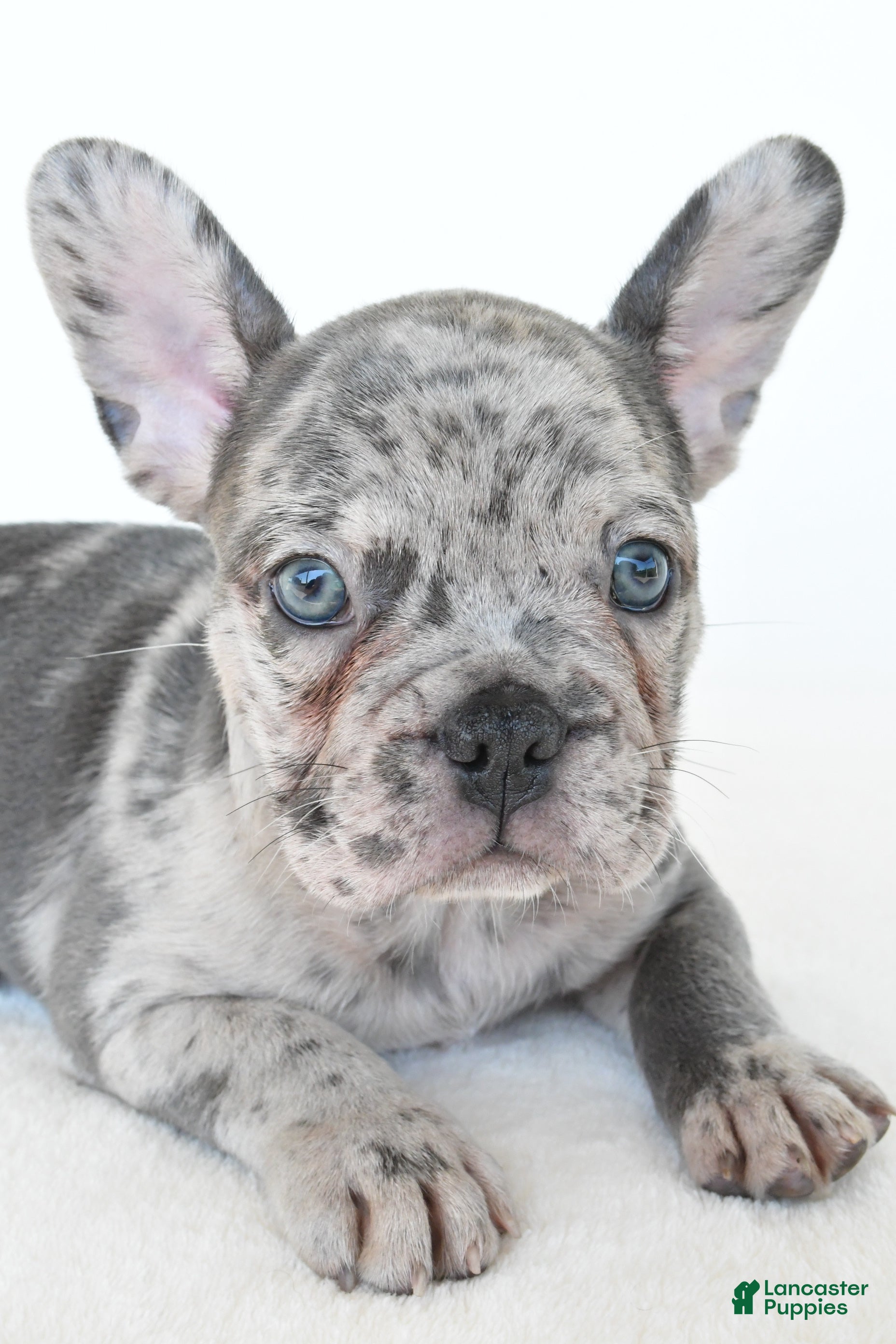 French Bulldog dogs Boomer - Ad 2