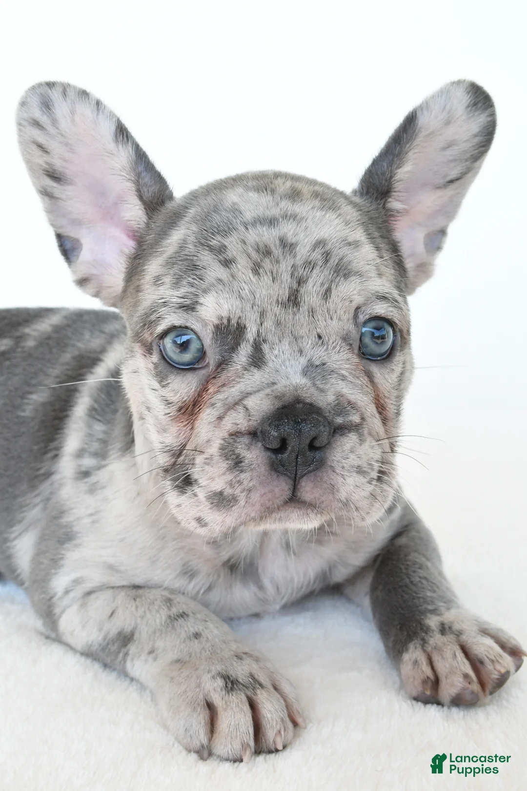 French Bulldog dogs for sale: Boomer - Ad 2