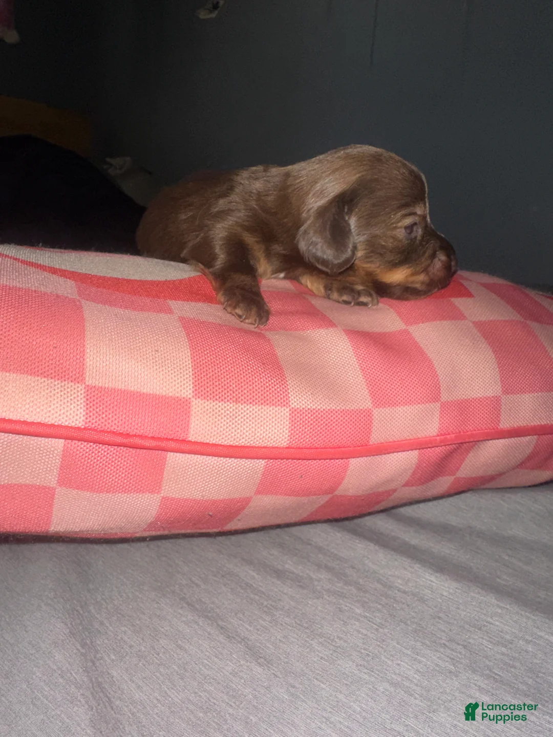 Miniature Dachshund dogs for sale: Hershey - Ad 1