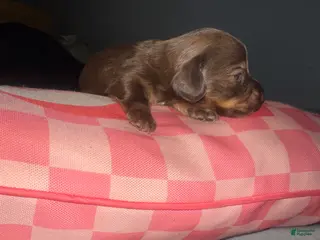 Miniature Dachshund dogs for sale: Hershey - Ad 1