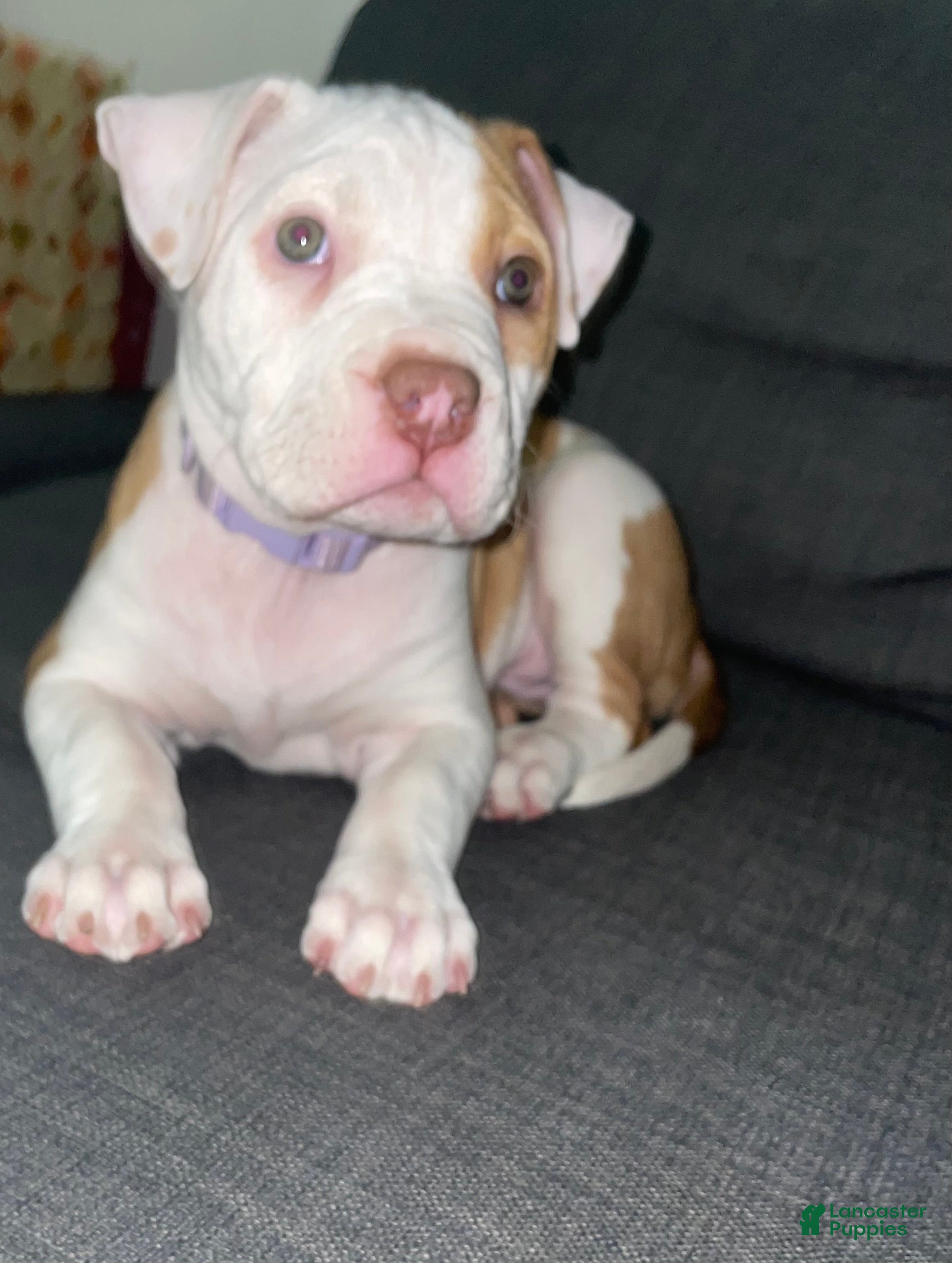 American Bully dogs American Bully Puppy 1 - Ad 34