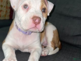 American Bully dogs for sale: American Bully Puppy 1 - Ad 2