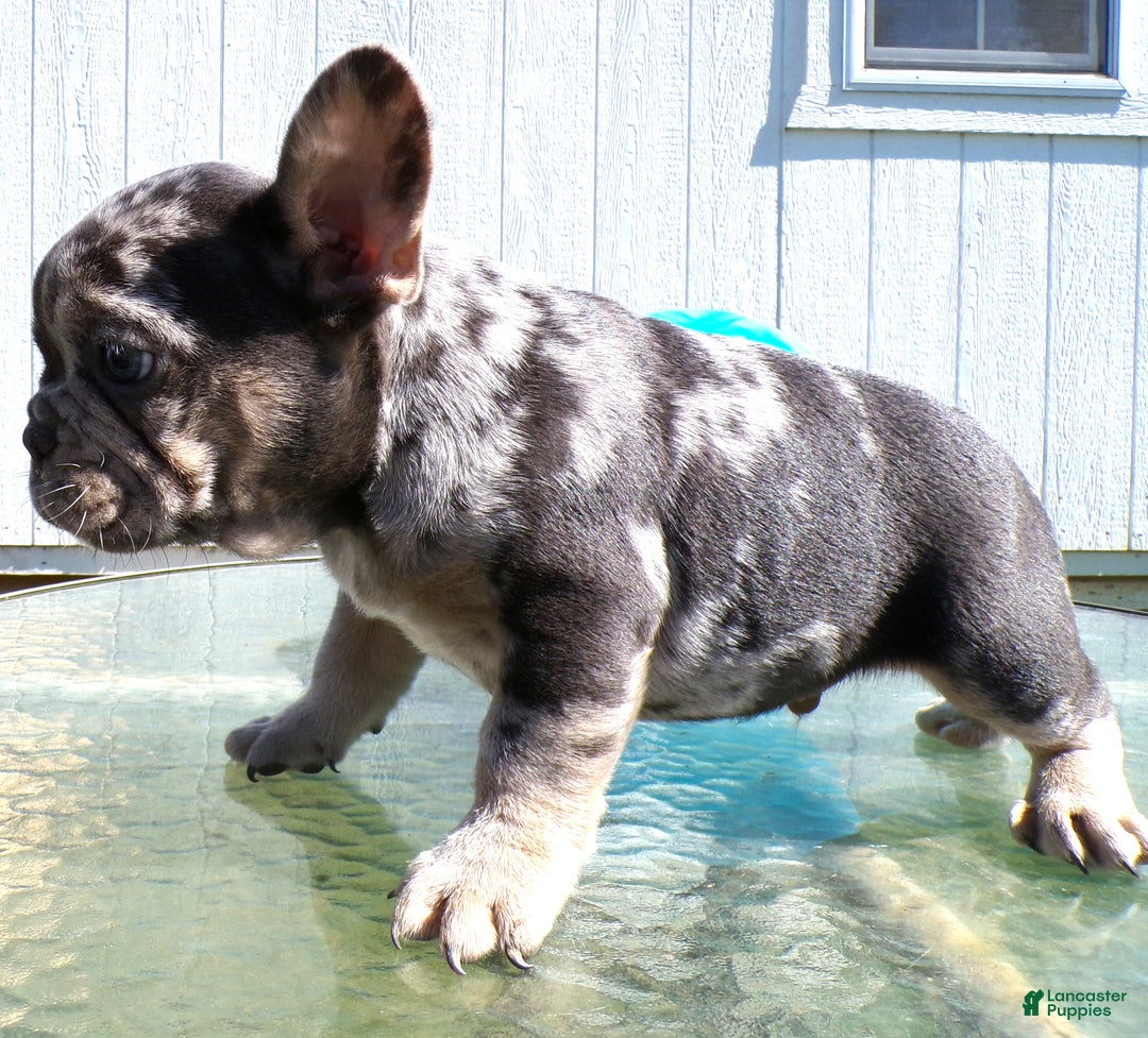 French Bulldog dogs for sale: French Bulldog Puppy 1 Philipe - Ad 3