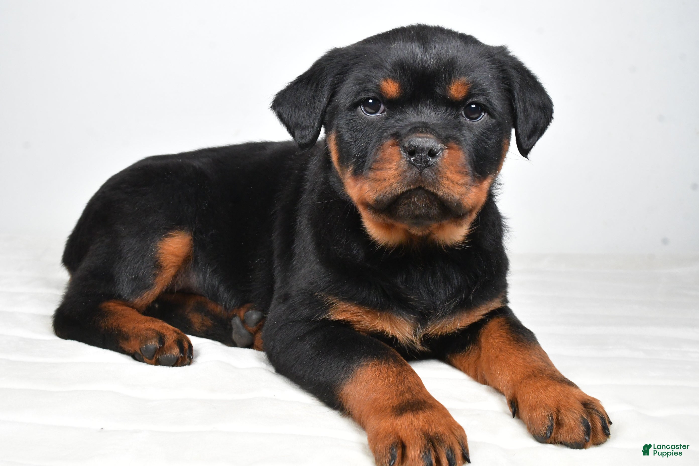 Rottweiler dogs Princess - Ad 6