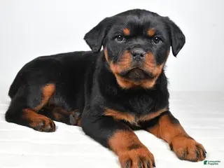 Rottweiler dogs Princess - Ad 6