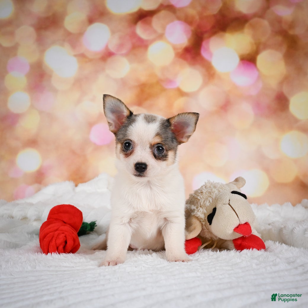 Chihuahua dogs Lilly - Ad 2