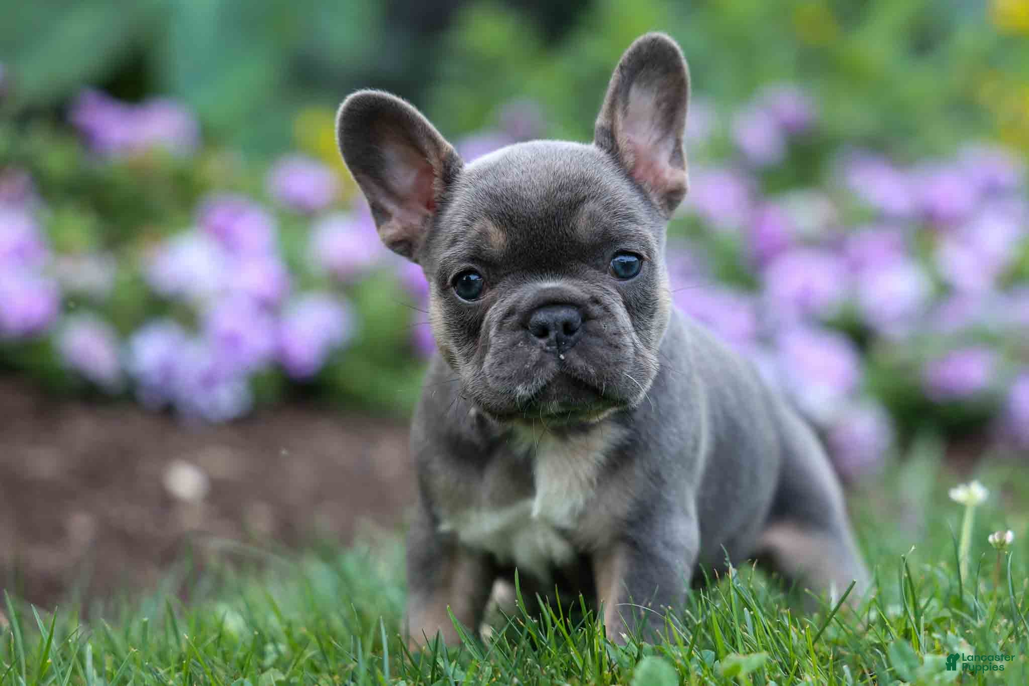 French Bulldog dogs  Francie💕 - Ad 1