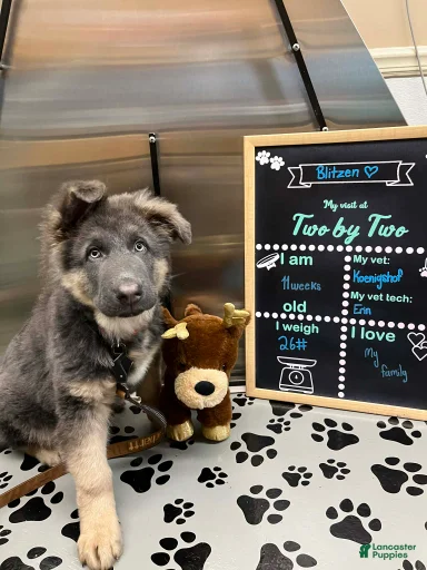 Gallery Image {{count}}