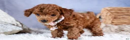 Toy Poodle dogs for sale: Tansy  - Ad 6