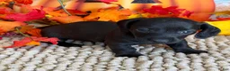Miniature Dachshund dogs for sale: Ace - Ad 3