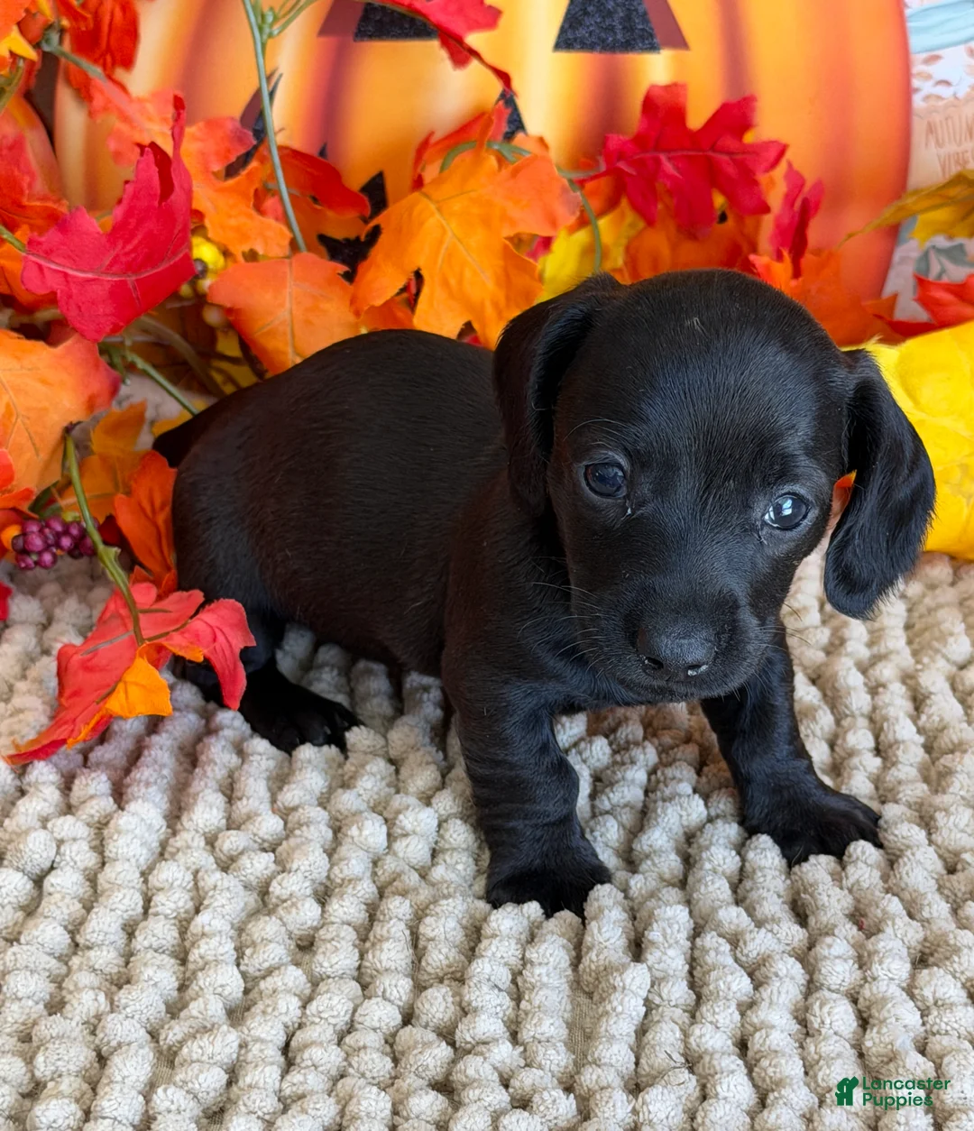 Miniature Dachshund dogs for sale: Ace - Ad 3