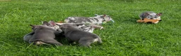 French Bulldog dogs for sale: 🐾 Mickey - Ad 18