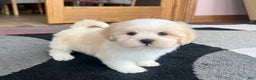 Lhasa Apso dogs for sale: Beau - Ad 2