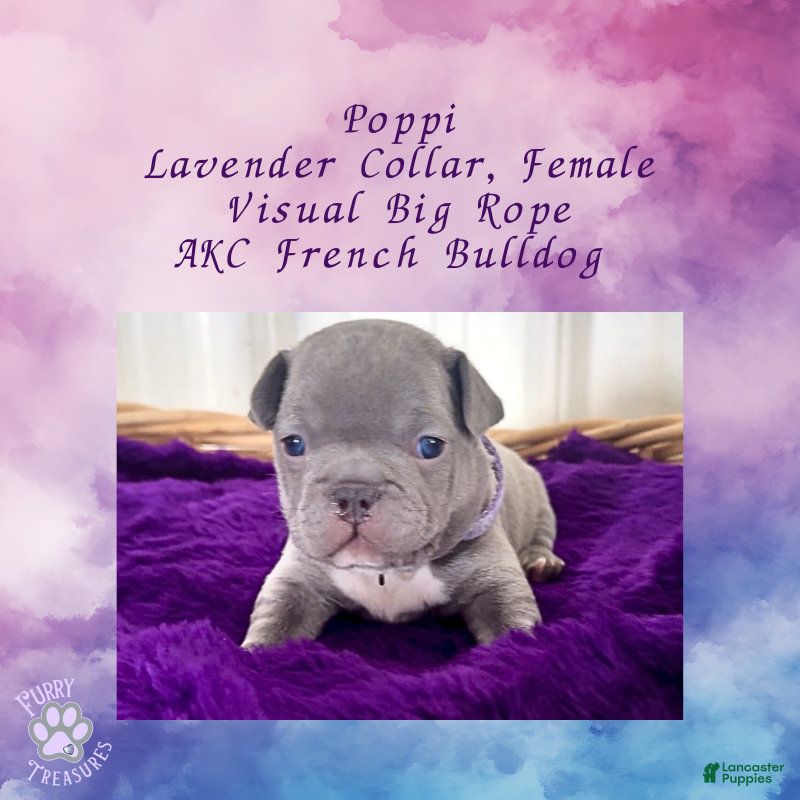 French Bulldog dogs Poppi “Lavender “ Collar, Female  - Ad 42