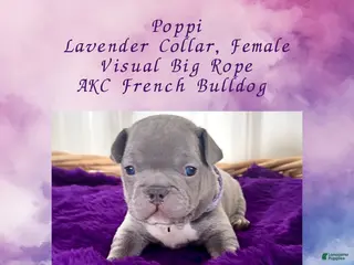 French Bulldog dogs Poppi “Lavender “ Collar, Female - Ad 42