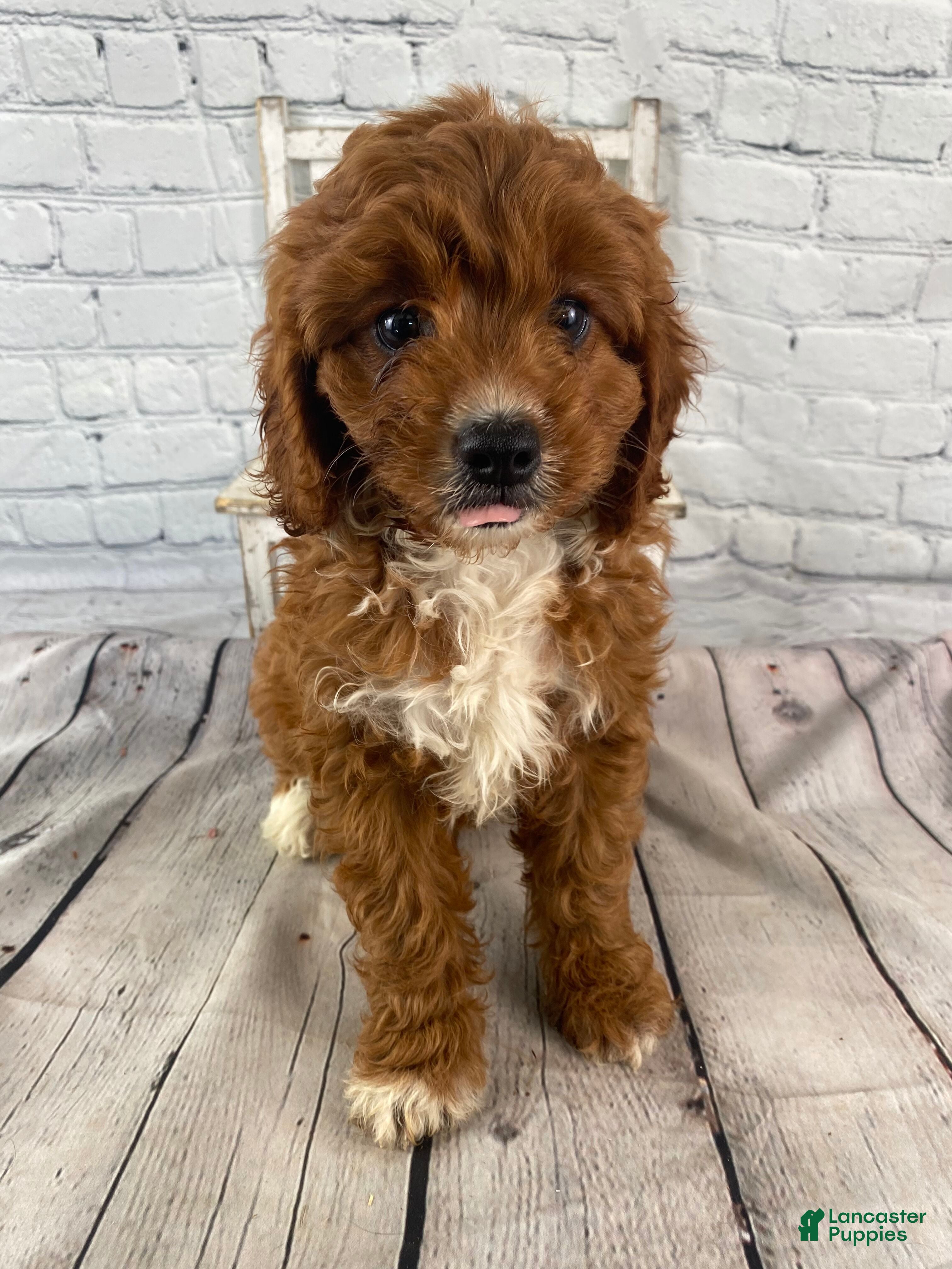 Cavapoo dogs Bentley - Ad 1