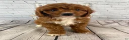 Cavapoo dogs for sale: Bentley - Ad 1