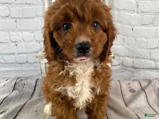 Cavapoo dogs for sale: Bentley - Ad 3