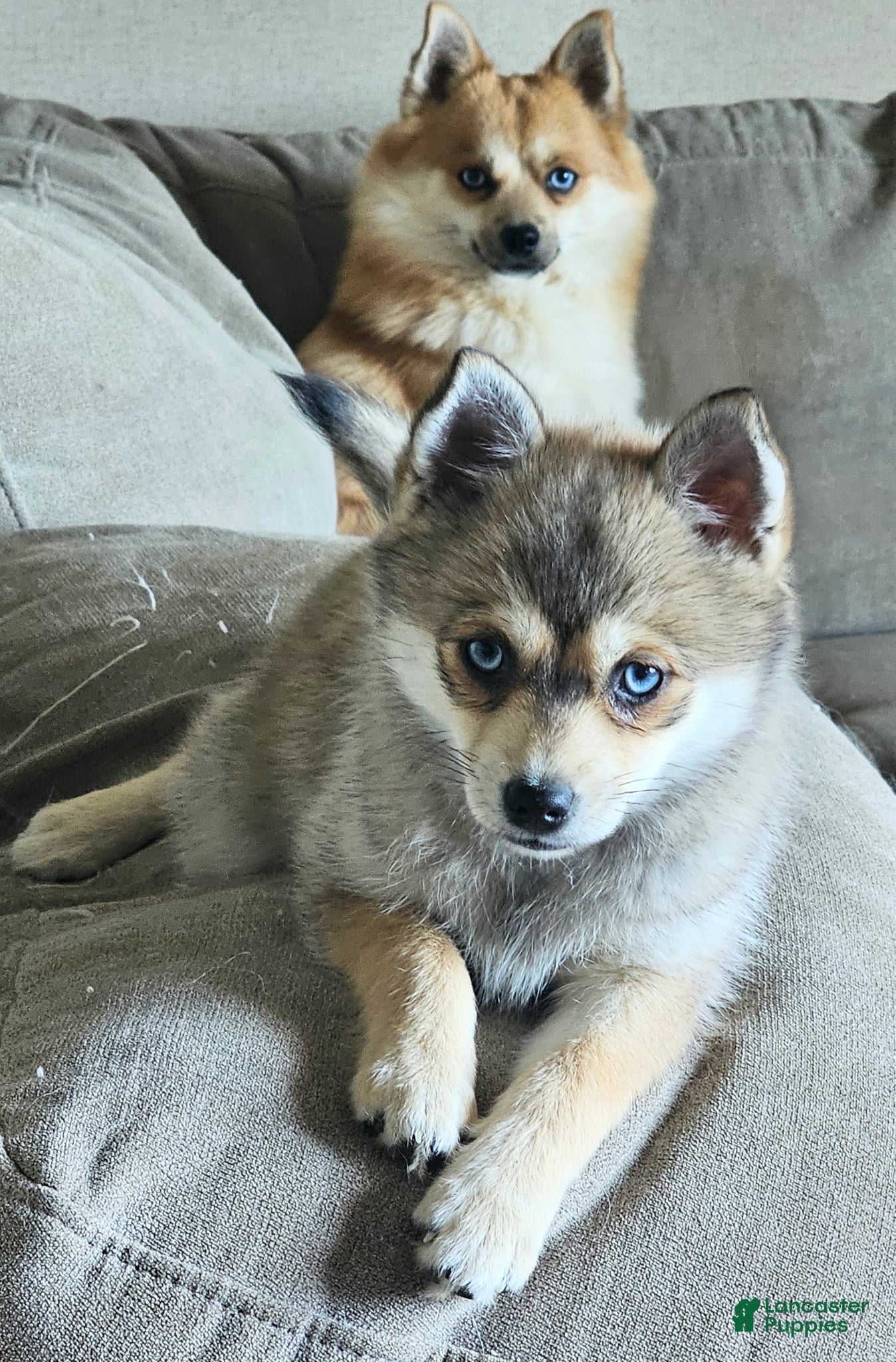 Pomsky dogs Pomsky Puppy 2 - Ad 26