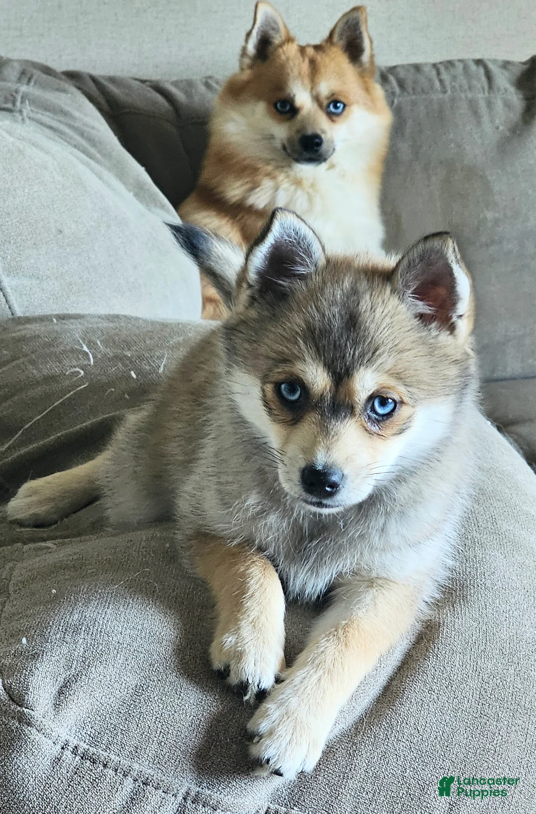 Pomsky dogs for sale: Pomsky Puppy 2 - Ad 1