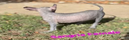 Xoloitzcuintle dogs for sale: Xoloitzcuintle Mini Female - Ad 3
