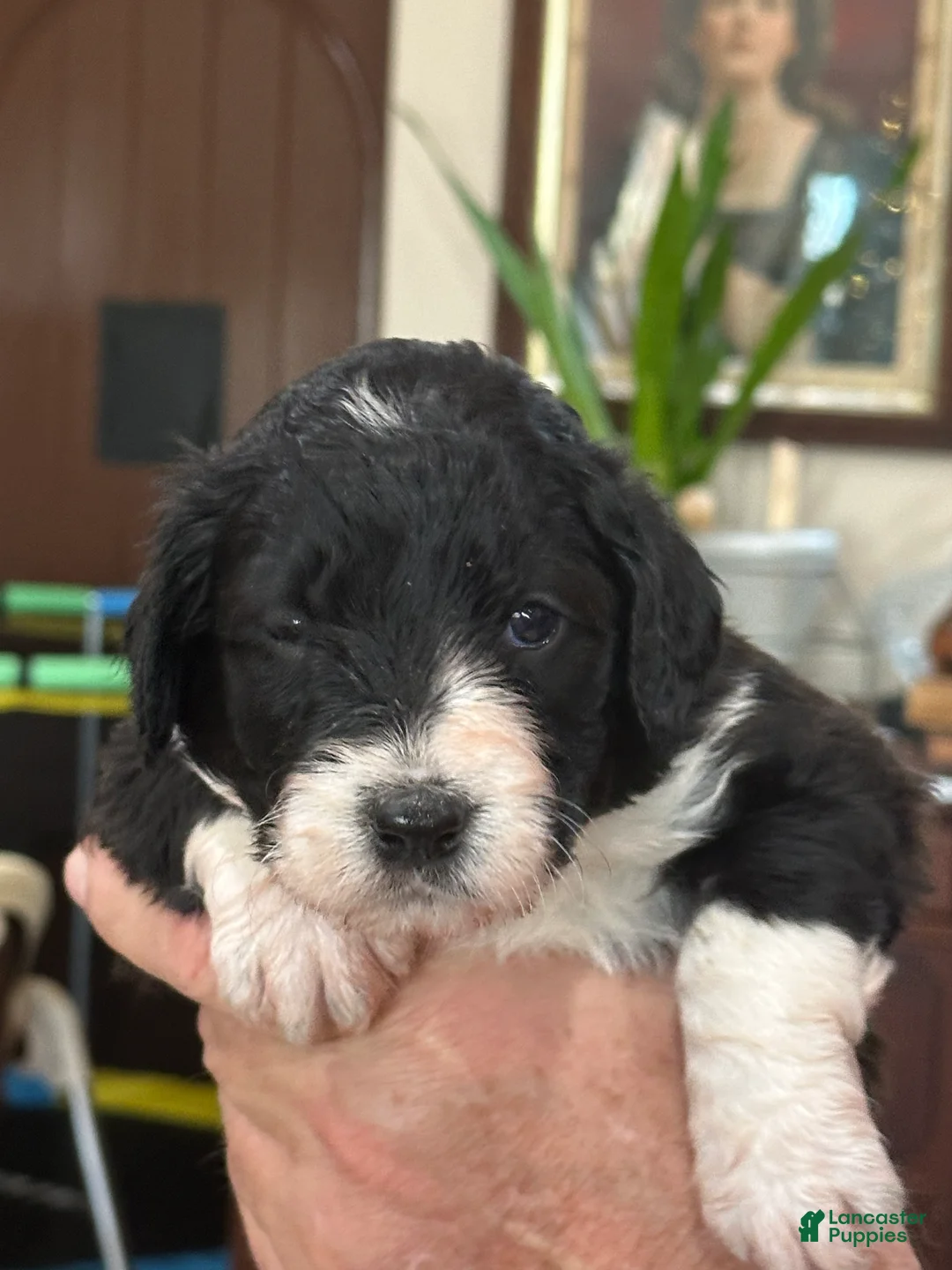 Mixed Breed dogs for sale: Female # 1 English Shepherd Doodle - Ad 4
