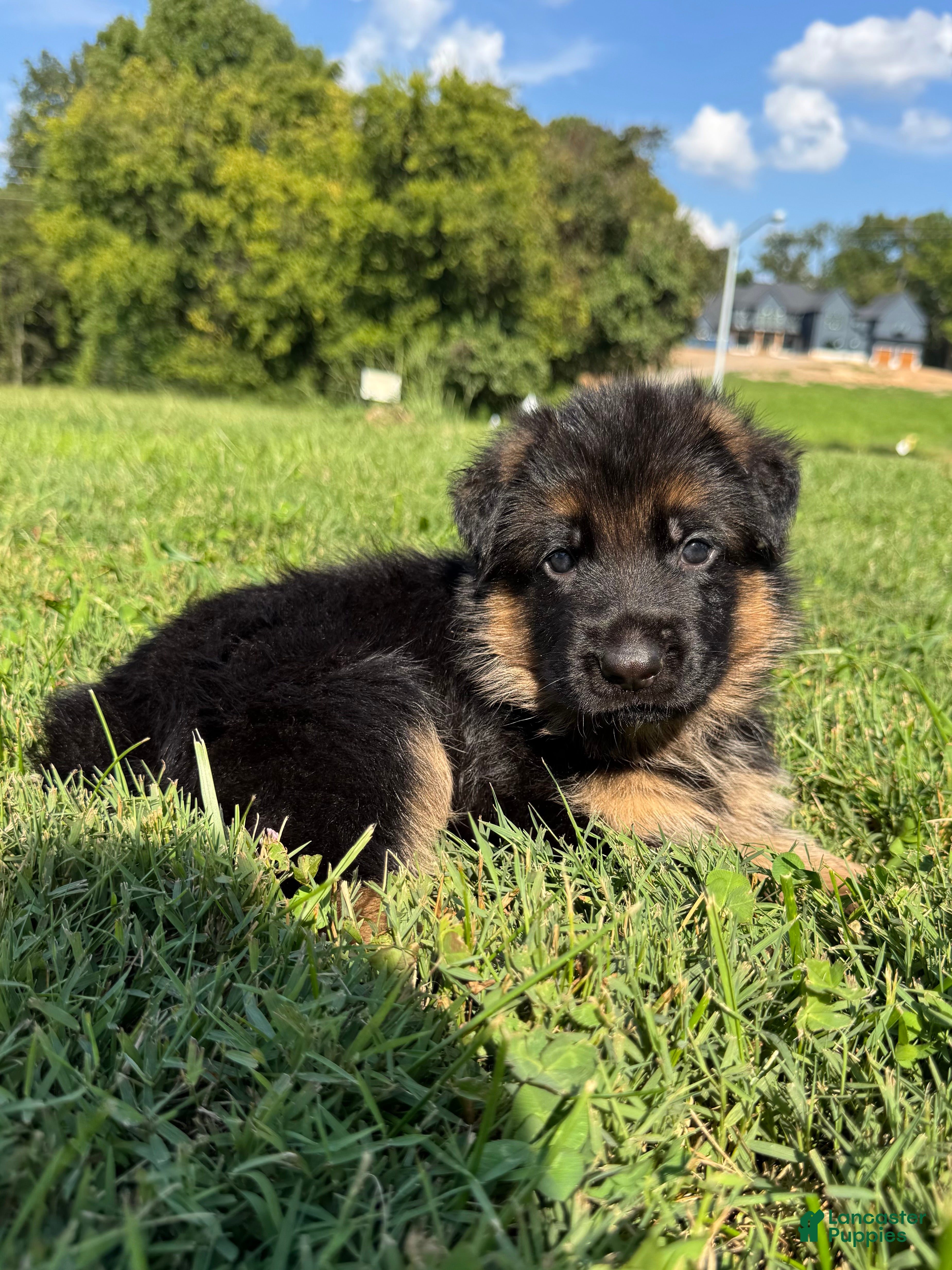German Shepherd dogs German Shepherd 3 - Ad 1