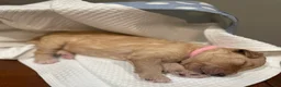 Goldendoodle dogs for sale: Goldendoodle 6 - Ad 2