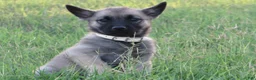 Norwegian Elkhound dogs for sale: Oasis - Ad 1