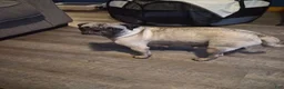 Pug dogs for sale: Bear - Ad 2