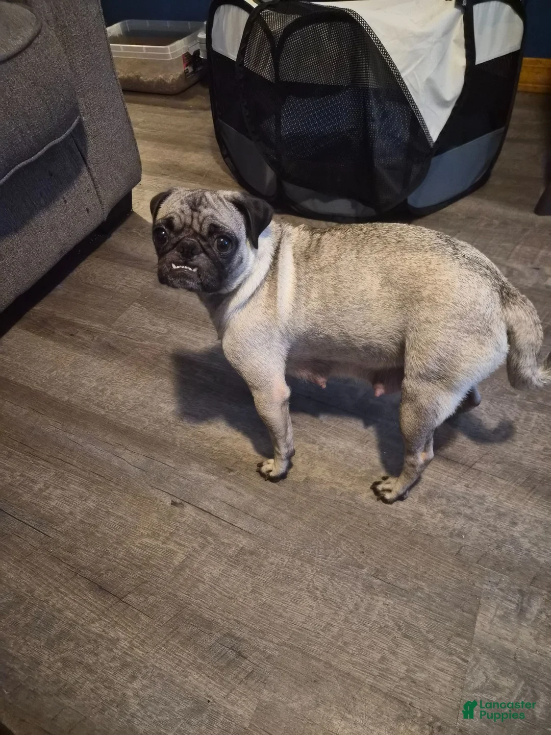 Pug dogs for sale: Bear - Ad 2