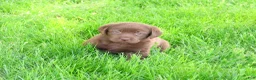 Labrador Retriever dogs for sale: Myra  - Ad 3