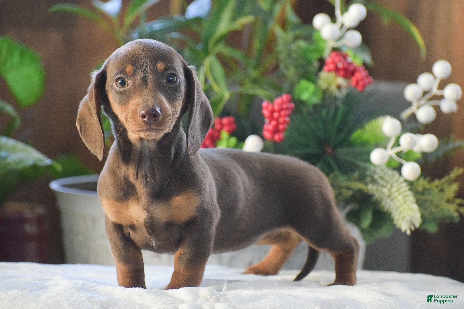 Dachshund dogs Sprinkles - Ad 10