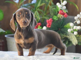 Dachshund dogs Sprinkles - Ad 21