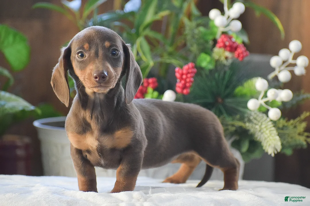 Dachshund dogs for sale: Sprinkles - Ad 1