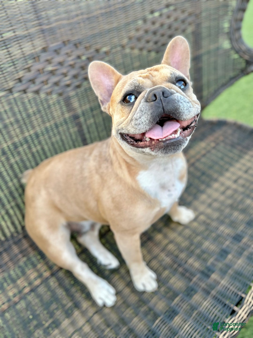 French Bulldog dogs for sale: Neptune - Ad 7