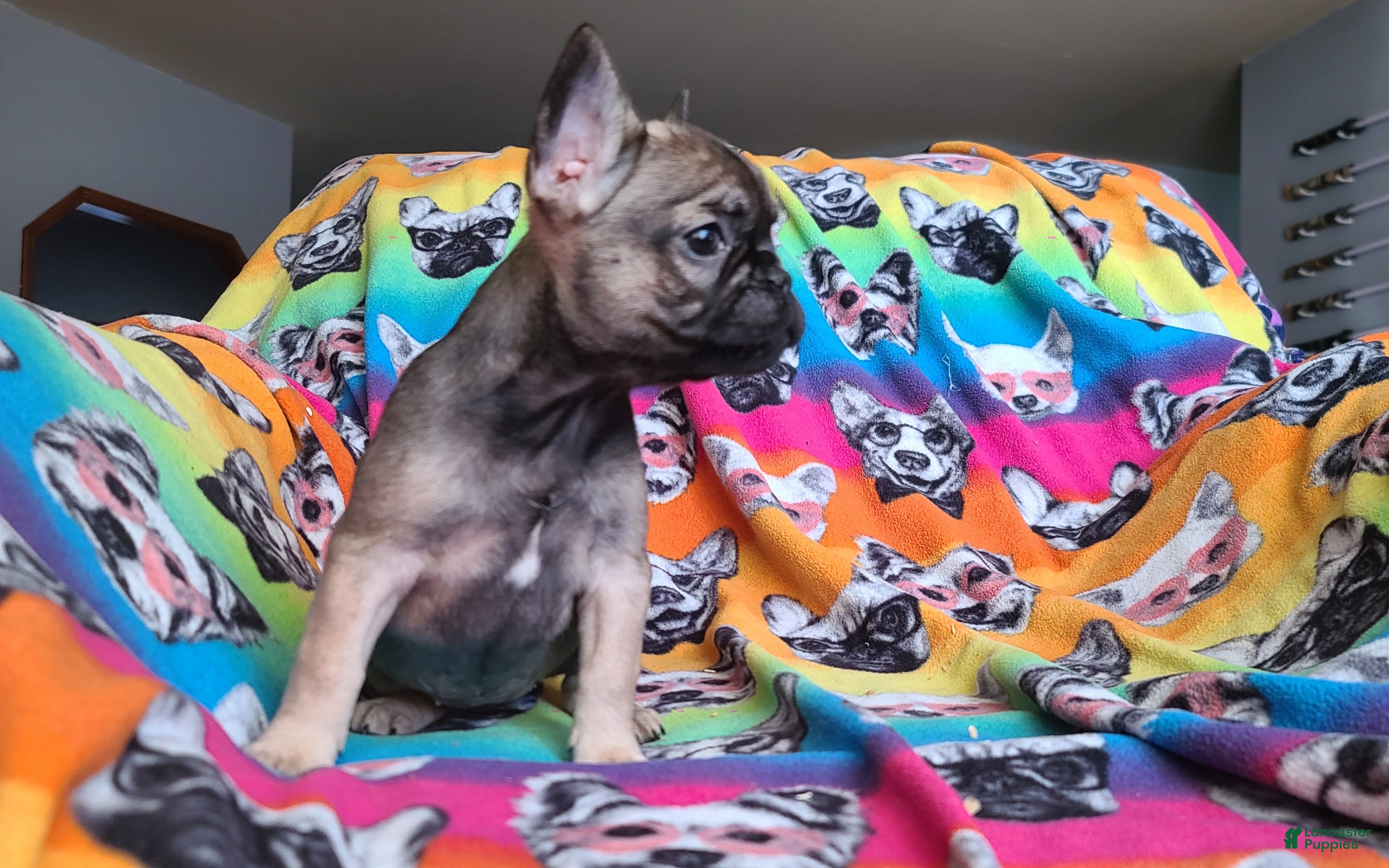 French Bulldog dogs French Bulldog Puppy 7 - Ad 30