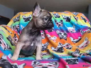 French Bulldog dogs French Bulldog Puppy 7 - Ad 30