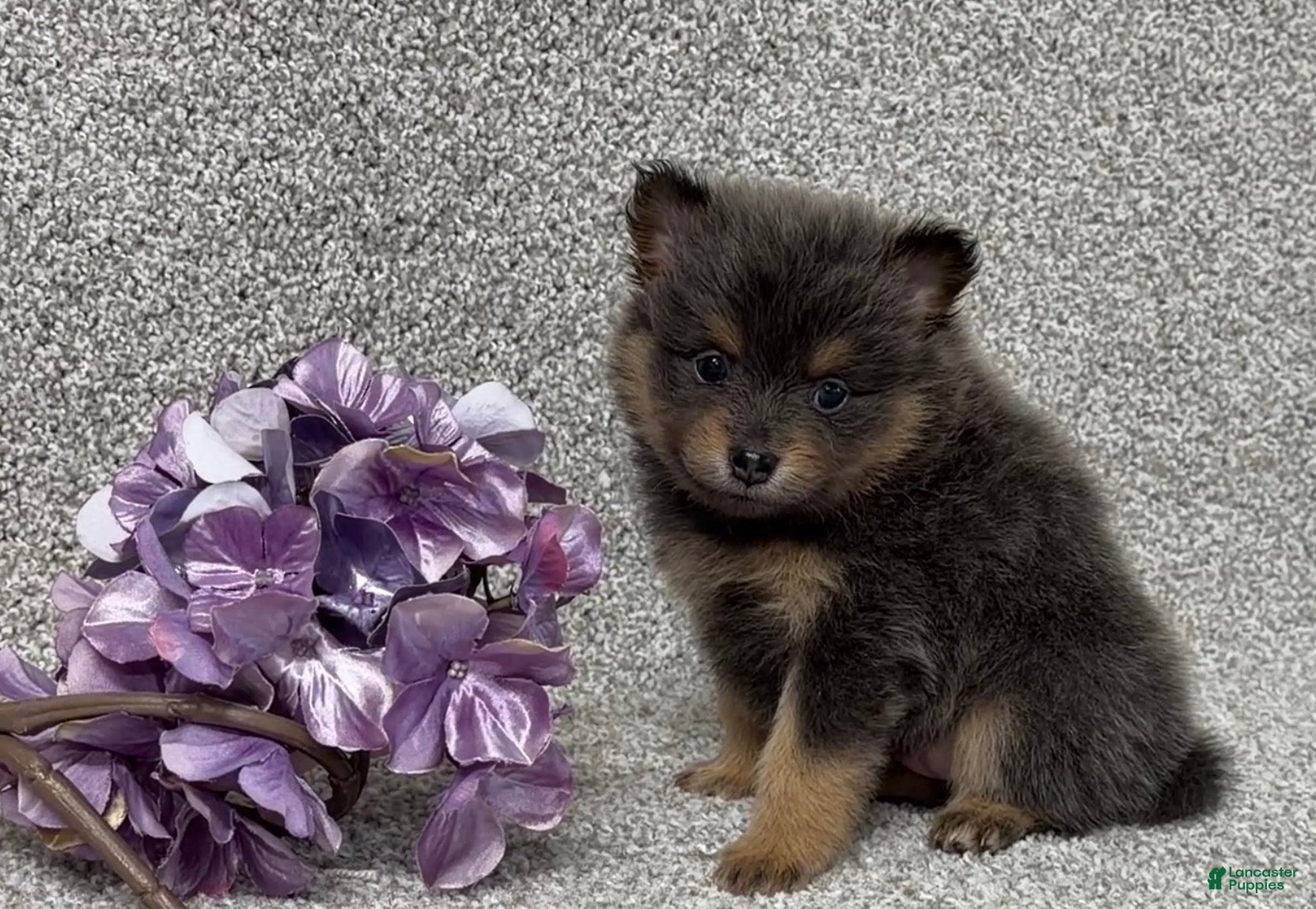 Pomeranian dogs Kelsey - Ad 1