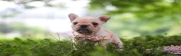 French Bulldog dogs for sale: Sophie - Ad 4
