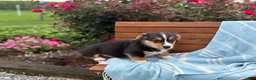 Welsh Corgi Pembroke dogs for sale: Juno - Ad 15
