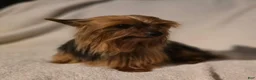 Shorkie dogs for sale: Ruby - Ad 7
