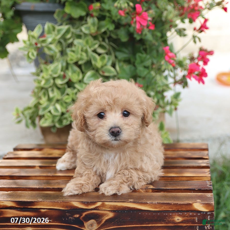 Maltipoo dogs Happy - Ad 1