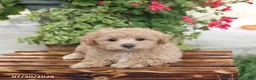 Maltipoo dogs for sale: Happy - Ad 1