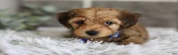 Yorkiepoo dogs for sale: Peanut - Ad 8