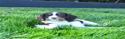 English Springer Spaniel dogs for sale: Ginger - Ad 4