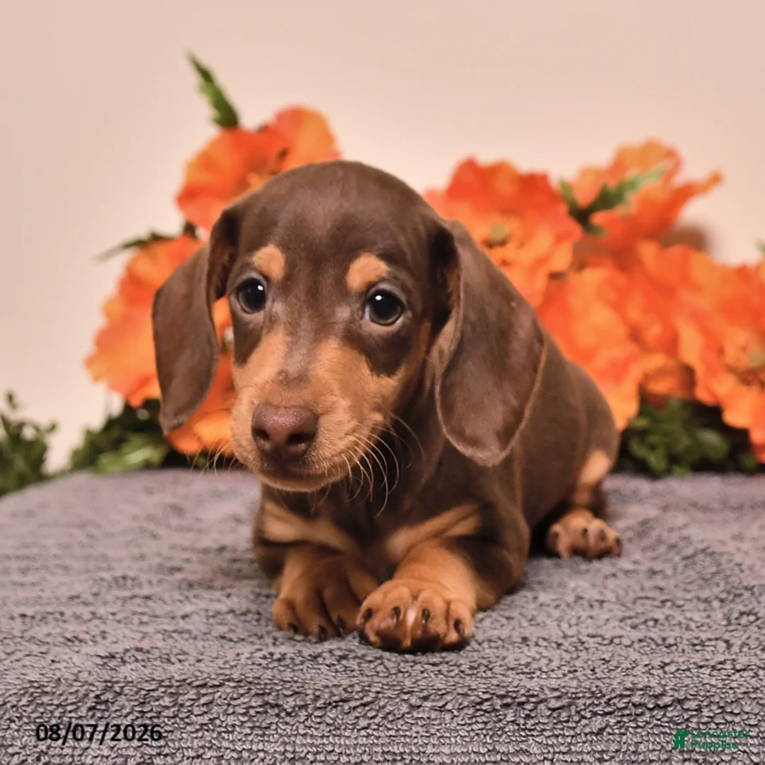 Miniature Dachshund dogs for sale: Isaiah - Ad 1