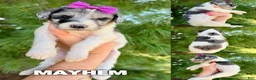 Goldendoodle dogs for sale: Mayhem - Standard F1b - Ad 3